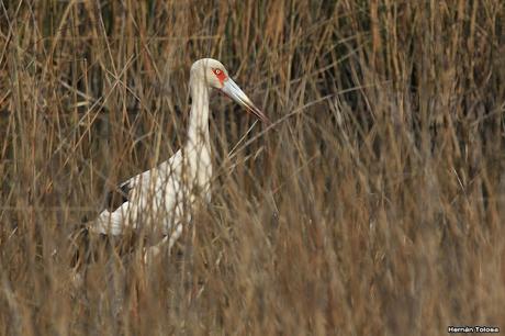 Censo Neotropical de Aves Acuáticas en Monte (julio 2018)