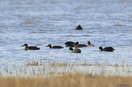 Censo Neotropical de Aves Acuáticas en Monte (julio 2018)