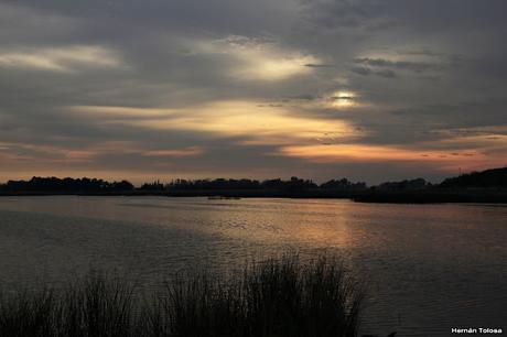 Censo Neotropical de Aves Acuáticas en Monte (julio 2018)