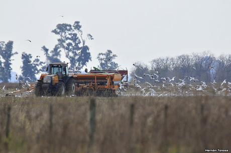 Censo Neotropical de Aves Acuáticas en Monte (julio 2018)