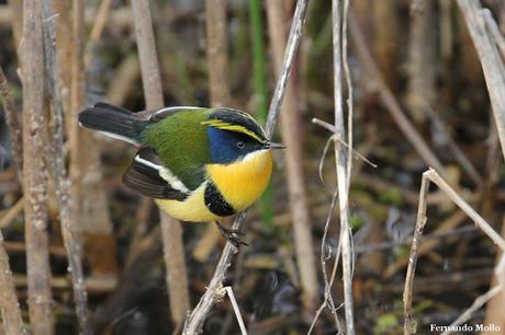 Censo Neotropical de Aves Acuáticas en Monte (julio 2018)