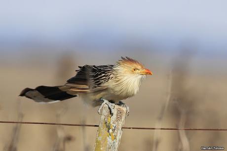 Censo Neotropical de Aves Acuáticas en Monte (julio 2018)