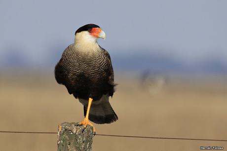 Censo Neotropical de Aves Acuáticas en Monte (julio 2018)