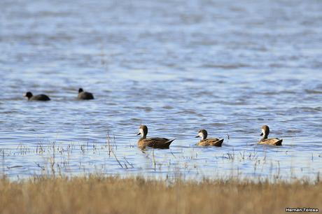 Censo Neotropical de Aves Acuáticas en Monte (julio 2018)