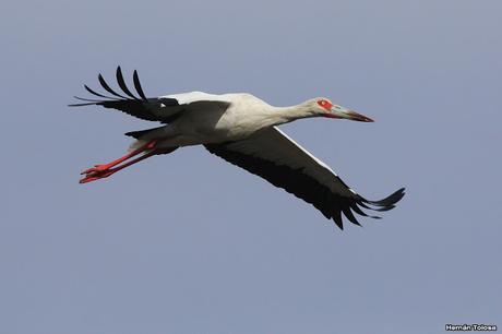 Censo Neotropical de Aves Acuáticas en Monte (julio 2018)