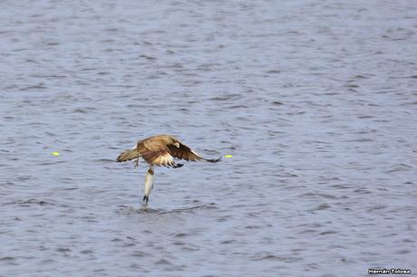 Censo Neotropical de Aves Acuáticas en Monte (julio 2018)