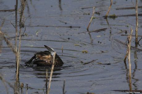 Censo Neotropical de Aves Acuáticas en Monte (julio 2018)