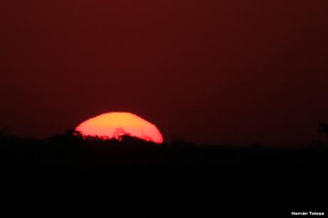 Censo Neotropical de Aves Acuáticas en Monte (julio 2018)