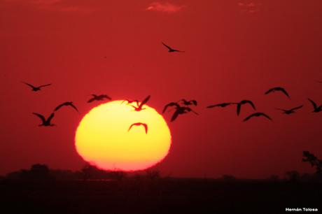 Censo Neotropical de Aves Acuáticas en Monte (julio 2018)