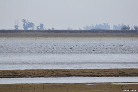 Censo Neotropical de Aves Acuáticas en Monte (julio 2018)