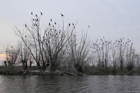 Censo Neotropical de Aves Acuáticas en Monte (julio 2018)