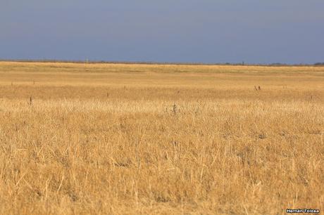 Censo Neotropical de Aves Acuáticas en Monte (julio 2018)