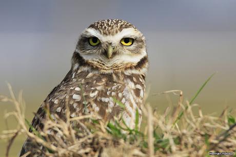 Censo Neotropical de Aves Acuáticas en Monte (julio 2018)