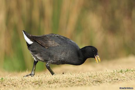 Censo Neotropical de Aves Acuáticas en Monte (julio 2018)