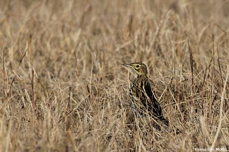Censo Neotropical de Aves Acuáticas en Monte (julio 2018)
