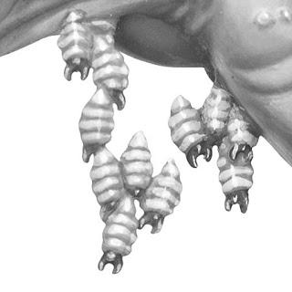 Resumen diario de Warhammer Community: Ogors, larvas y mas Titanes