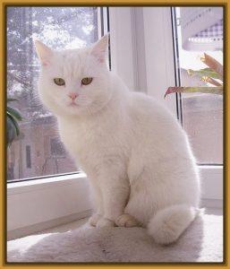 Día internacional del Gato Día internacional del Gato