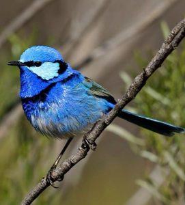 Conoce el pájaro capaz de reconocer el sonido de otras familias de aves