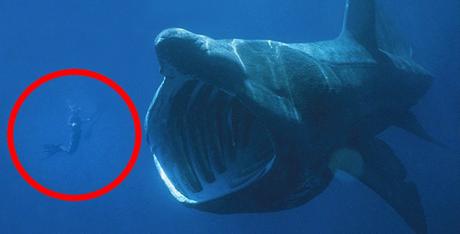 Los escualos vuelven a los cines Resultat d'imatges de megalodon