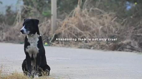 Esta campaña utiliza el #WhatTheFluffChallenge para concienciar contra el abandono de perros