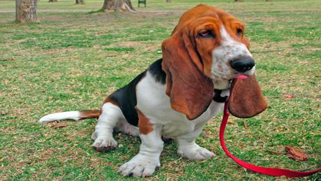 Basset Hound