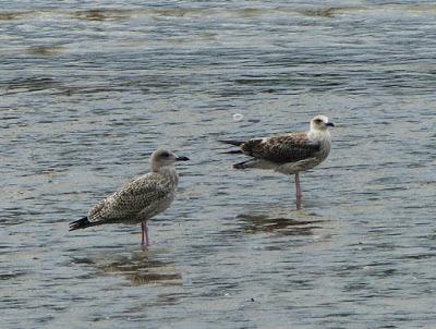 La migración se pone interesante