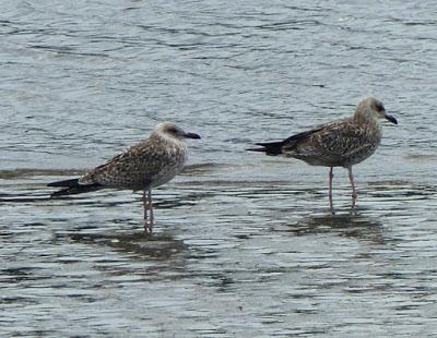 La migración se pone interesante