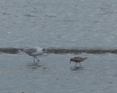 La migración se pone interesante