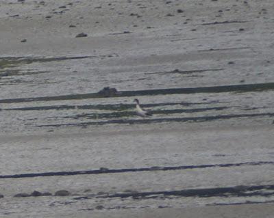 La migración se pone interesante