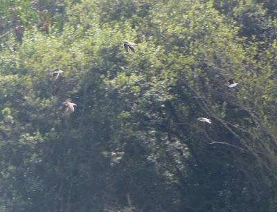 La migración se pone interesante