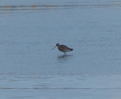 La migración se pone interesante
