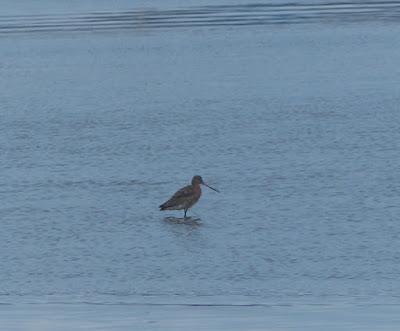 La migración se pone interesante