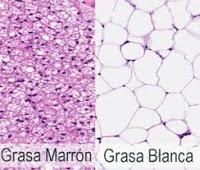 Nuevo objetivo Terapéutico para tratar la Obesidad y la Diabetes.