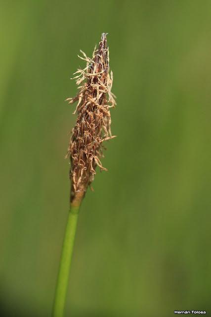 Junquillo (Eleocharis bonariensis)