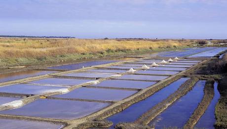 Isla De Re En Francia | 9 Actividades Divertidas Que Hacer En Tu Visita