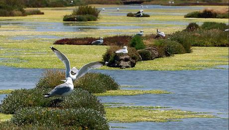 Isla De Re En Francia | 9 Actividades Divertidas Que Hacer En Tu Visita