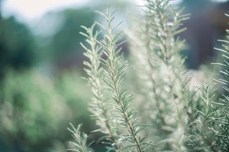 Plantas medicinales para combatir el dolor por la artritis