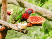 hora comida pájaro