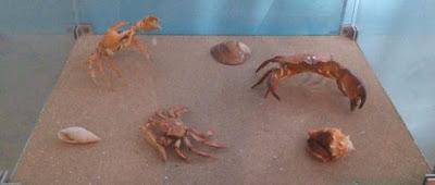 CONTINÚA EXPOSICIÓN “DEL AGUA A LA MUESTRA” EN MUSEO DE CIENCIAS NATURALES DE LA CAPITAL MEXIQUENSE