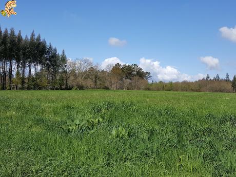 Senderismo por Coruña: Roteiro de San Paio e Outeiro - Ordes