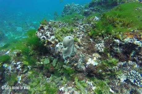 barrera de coral en anakao madagascar