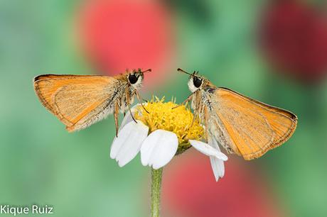 Lo que queremos de una fotografía macro, el fondo