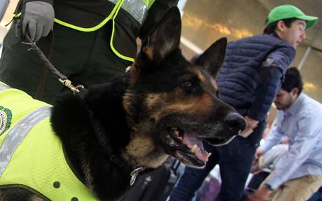 La #Mafia colombiana quiere la cabeza de éste perro /   #Colombia #Animales #Mascotas