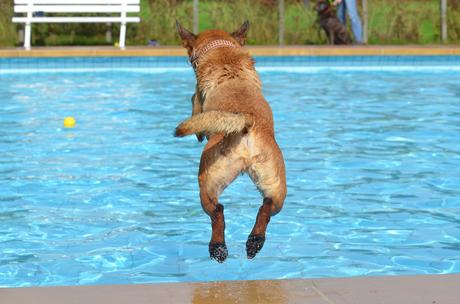 ¿Le gusta nadar a tu perro? 8 beneficios