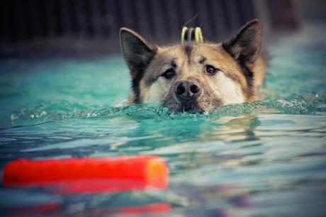 ¿Le gusta nadar a tu perro? 8 beneficios