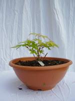 Nº 116 Acer Katsura