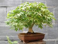 Nº 116 Acer Katsura