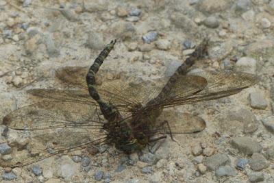 Forcejeo de libélulas