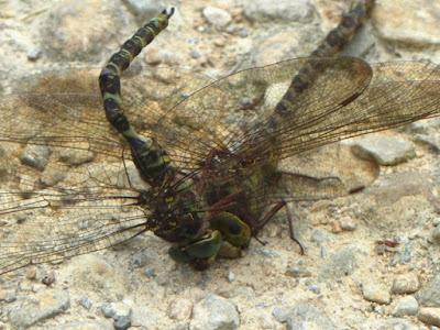 Forcejeo de libélulas