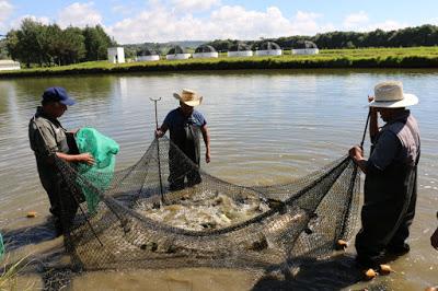 ES CENTRO ACUÍCOLA DE TIACAQUE, MÁXIMO PRODUCTOR DE CARPA A NIVEL NACIONAL